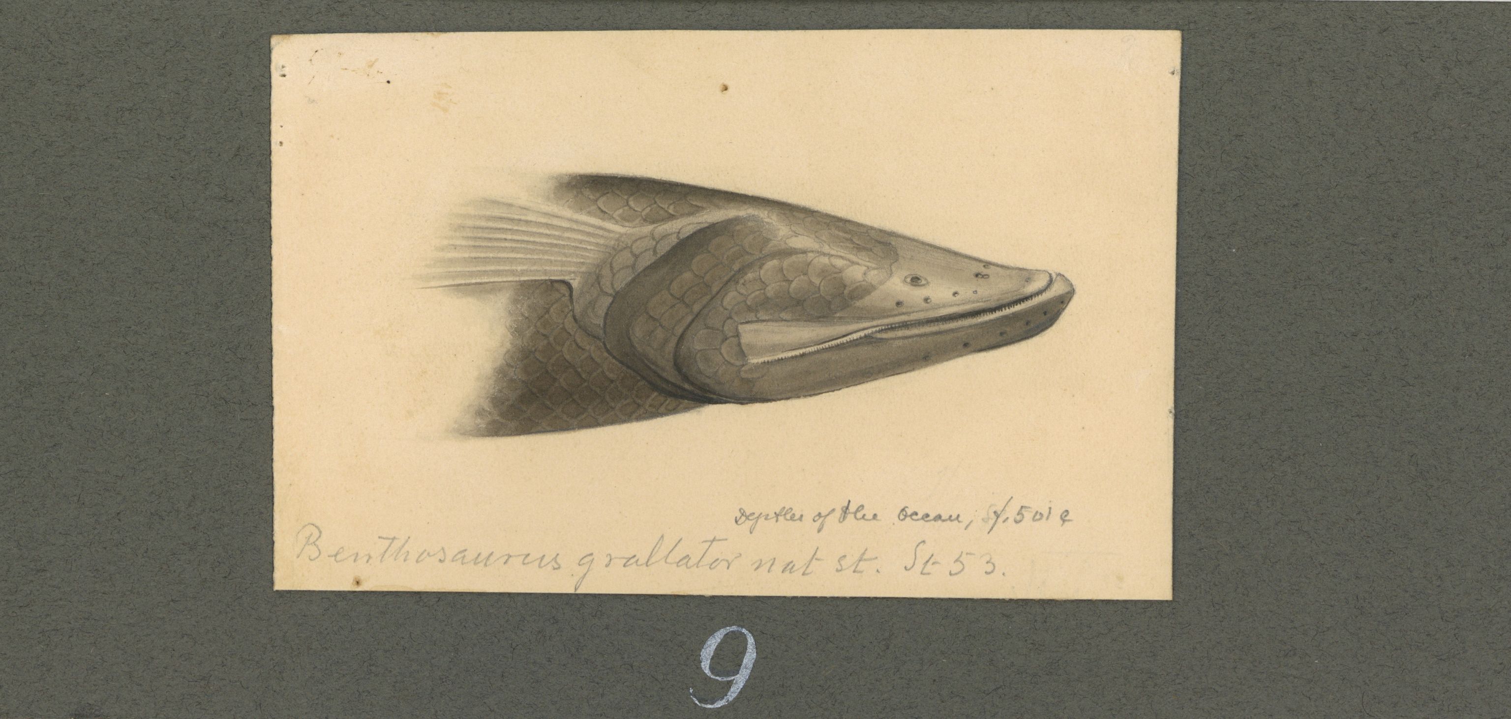 Avdeling for naturhistorie, UMB/A006/T/Ta/L0003: Tegninger, 1910