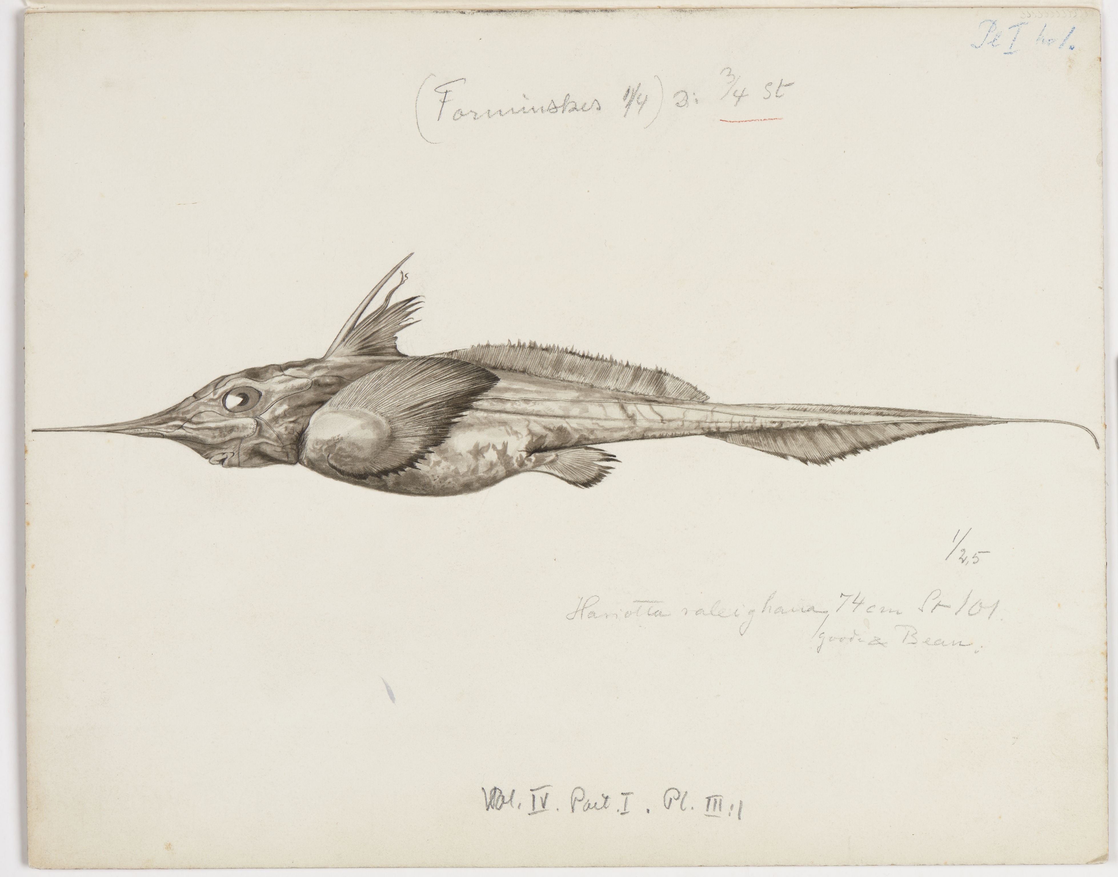 Avdeling for naturhistorie, UMB/A006/T/Ta/L0001: Tegninger, 1910