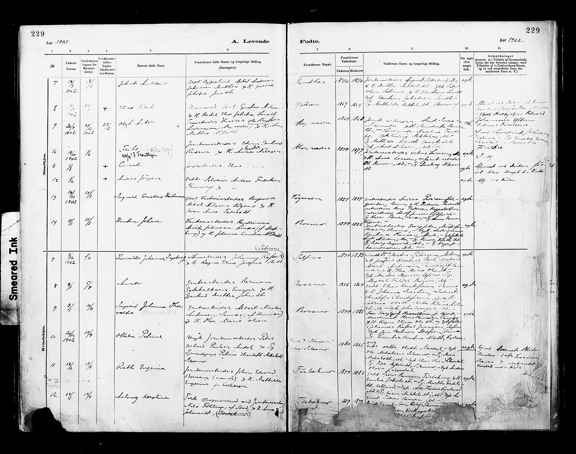 Ministerialprotokoller, klokkerbøker og fødselsregistre - Nordland, AV/SAT-A-1459/827/L0400: Ministerialbok nr. 827A12, 1883-1903, s. 229
