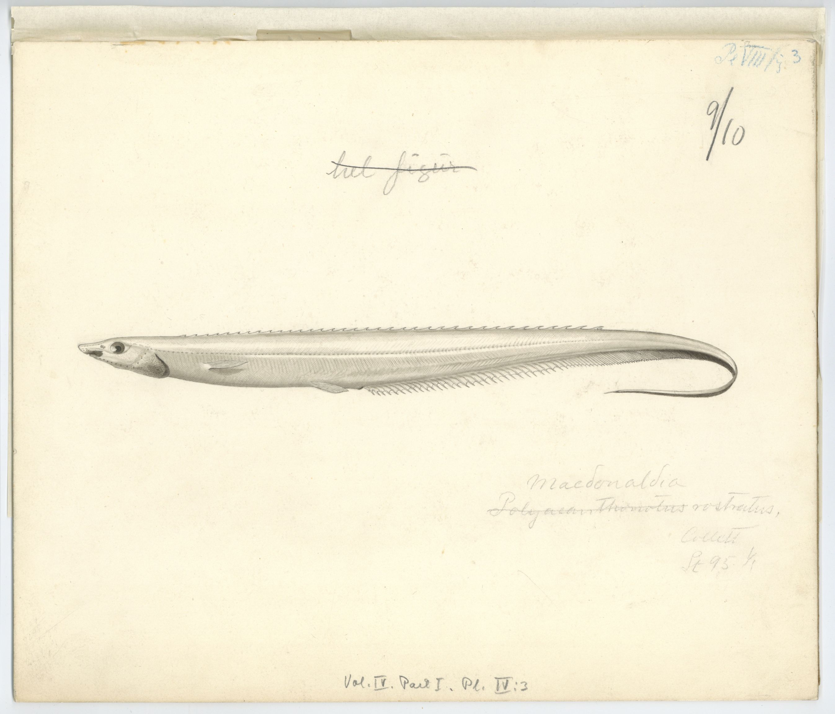 Avdeling for naturhistorie, UMB/A006/T/Ta/L0003: Tegninger, 1910