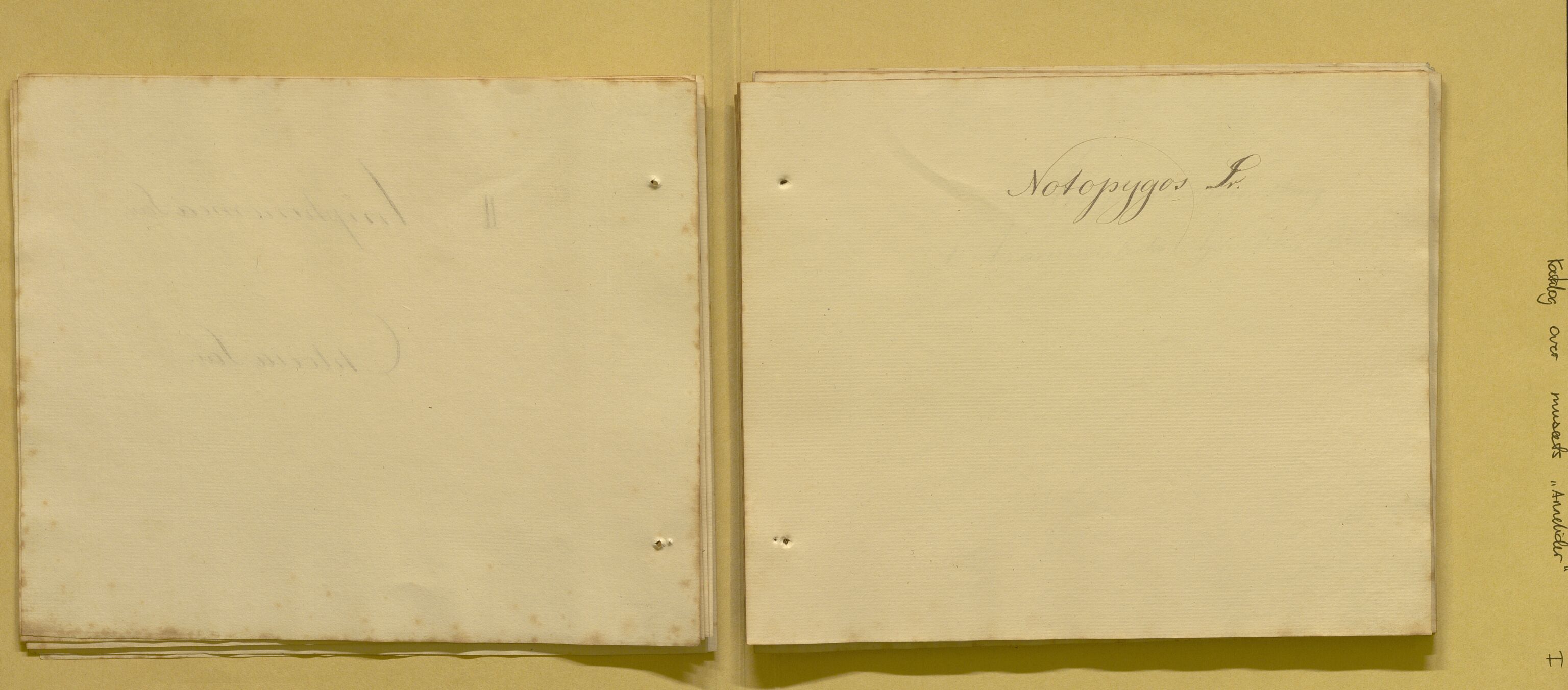 Bergens Museum, AV/SAB-A-17301/08/F/L0001: Fem udaterte kataloger fra 1800-tallet over leddormer, krepsdyr og fugler, 1825-1900, s. 13